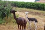 019 - Waitomo - Big Bird Farm