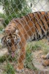 Wellington Zoo - 11 - Sumatran Tiger (female)