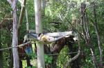 Wellington Zoo 02 - White - Cheeked Gibbon