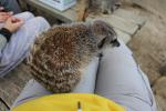 Wellington Zoo 67 - Meerkat