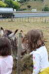 033 - Waitomo - Big Bird Farm