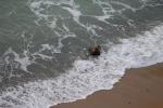 110 - Seal, Bushy beach, Oamaru