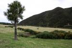 Big Coast 2009 - 09 - Cabbage tree after Cross Creek