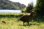 17 - Weka at Ship Cove