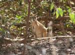 047 - Wallaby, Nitmiluk National Park