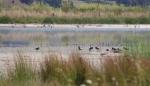 008 Miranda - Variable Oystercatchers, Kuriri Pacific Golden Plovers