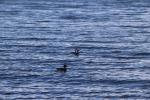 116 - Papango Scaulp and Weweia NZ Dabchick, Kawaha Point Lake Front Reserve