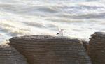 026 - Tara (white-fronted tern) on Pancake rock, Punakaiki