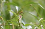 060 - Damselflies mating on a willow leaf