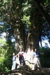 174 - 800 year-old totara, Montgomery Park Reserve