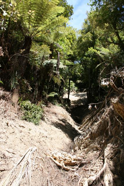 106 - Mahia Peninsula - Landslip in the Scenic Reserve