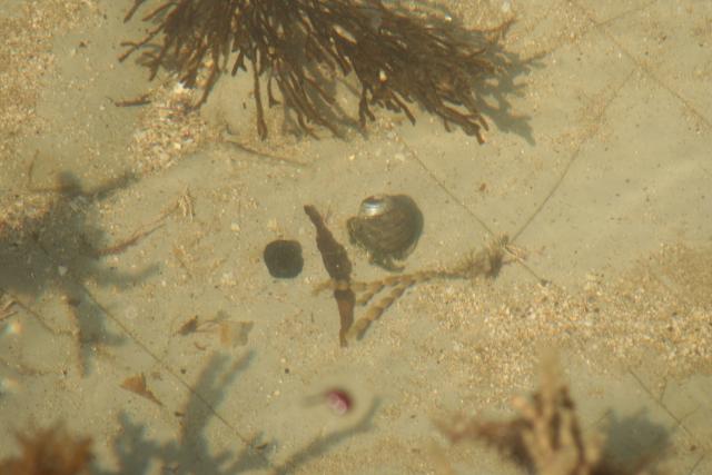 112 - Mahia Peninsula - Hermit crab, Mahia