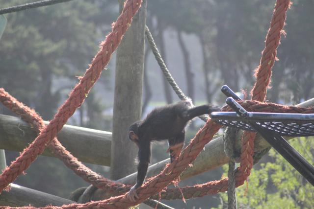 Wellington Zoo 58 - Chimpanzee