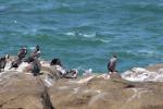 110 Catlins - Juvenile Spotted shag and red billed gull