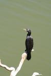 Karori - Birds - Shag