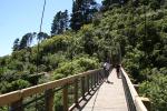 Karori - Park - Suspension bridge