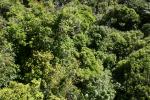 Karori - Park - Trees