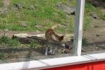 Wellington Zoo 32 - Dingo