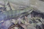 Wellington Zoo 35 - Blue tongued skink