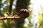 Kapiti Island - Plantes - Fern 3