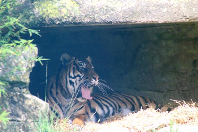 Wellington Zoo 17 - Tiger