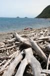 Kapiti Island - 10 - En attendant le bateau