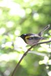 Kapiti Island - Oiseaux - Hihi