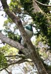 Kapiti Island - Oiseaux - Kereru