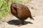 Kapiti Island - Oiseaux - Weka 2