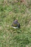 Kapiti Island - 03 - Kereru