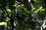 Kapiti Island - 08 - Hihi (male)