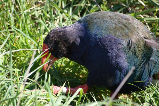 Kapiti Island - 37 - Takahe