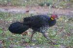 105 - Tamborine National Park - Australian Brushturkey