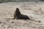 105 Catlins - NZ Sea lion Rapoka