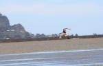 036 - Godwit in flight, Ōkārito Lagoon