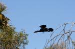 039 - Black shag in flight, Ōkārito Lagoon