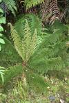 049 - Prince of Wales fern, Lake Matheson