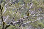 124 - Korimako (Bellbird) looking fluffy