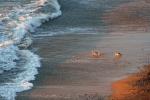 165 - Yellow eyed penguins going to sea, Bushy Beach, Oamaru