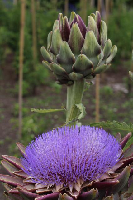 143 - Artichokes, Kitchen garden, Hamilton Enclosed gardens