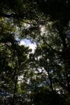 007 - Canopy, old Lyell cemetery