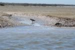 030 - Pied oystercatchers,Ōkārito Lagoon