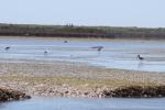 031 - Godwits, Ōkārito Lagoon