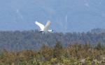 044 - Royal Spoonbill in flight, Ōkārito Lagoon