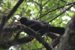 055 - Juvenile Tui, Makarora