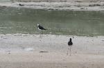 048 - Rotorua - Wai-o-tapu, pied stilts on the frying pan flat