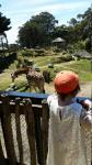 Wellington Zoo 01 - Giraffe