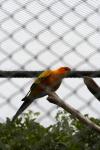 Wellington Zoo - 05 - Sun conure