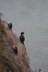 109 - Kawau tikitiki, Spotted shag, Bushy beach, Oamaru