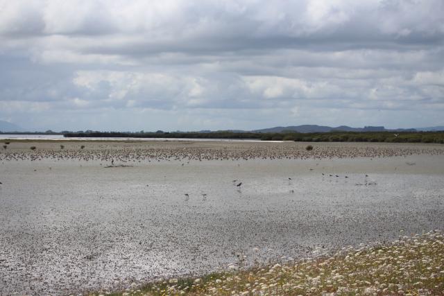 003 Miranda - Matuku moana white face heron, Poaka pied stilts, Kuaka bar-tailed godwits